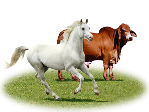 Rockhampton Vet for Horses & Livestock - Capricorn Vet Surgery